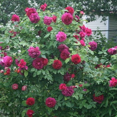 Roşu închis - Trandafir copac cu trunchi înalt - cu flori teahibrid - coroană tufiș